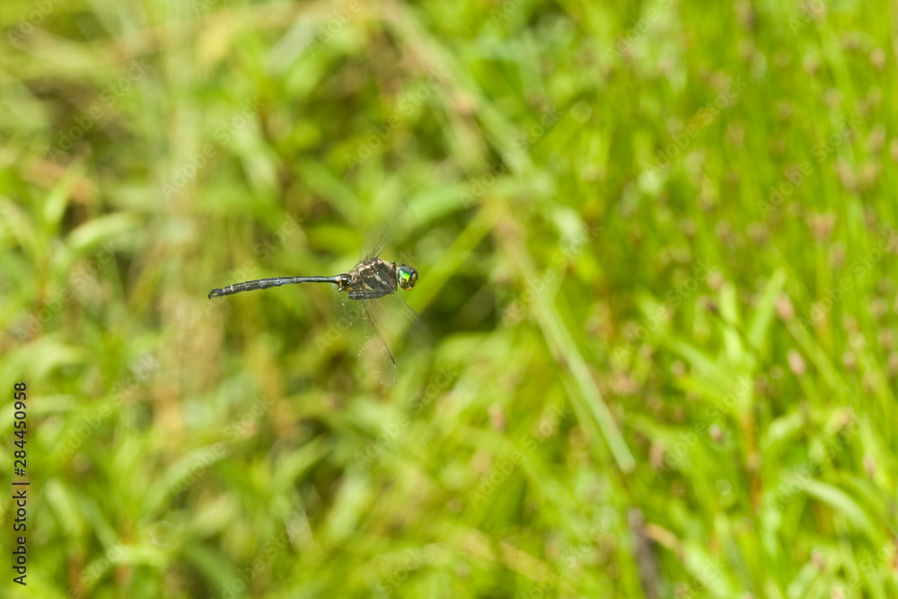 endangered dragonfly
